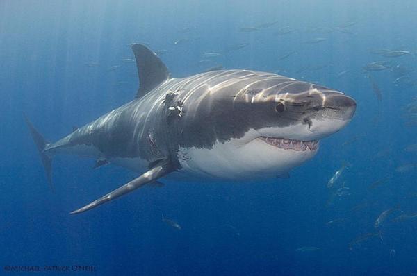 Jason Day and the great white.